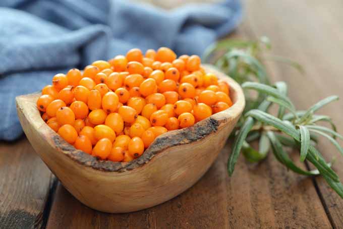 Ever Heard of Sea Buckthorn? Know What It is and its Benefits